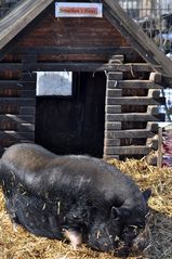 Hängebauchschwein Jonathan