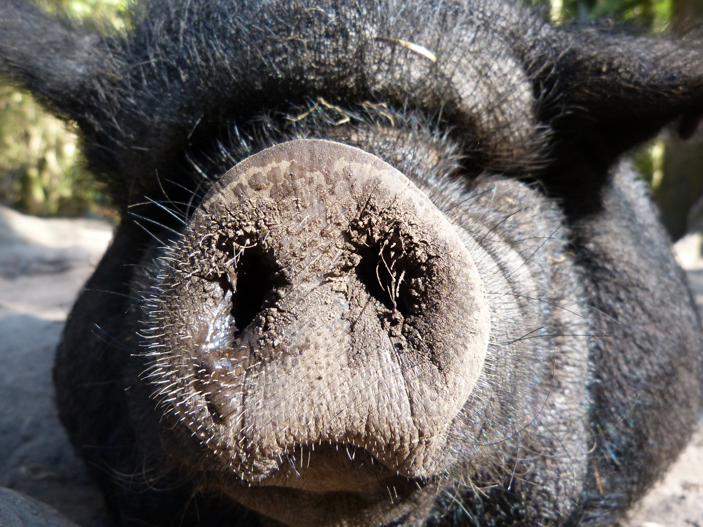 Hängebauchschwein näher