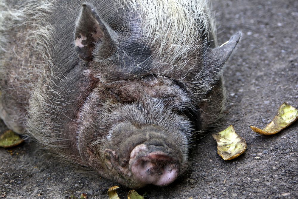 Hängebauchschwein - Schlafpause