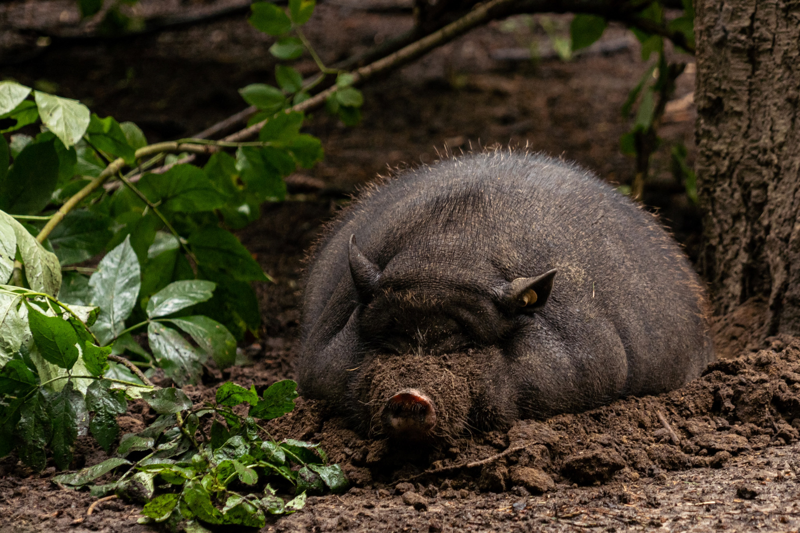 Hängebauchschwein - Wildpark Schwarze Berge