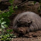 Hängebauchschwein - Wildpark Schwarze Berge