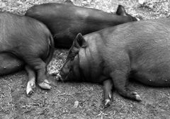 Hängebauchschweinchen in der Mittagspause, Sapa