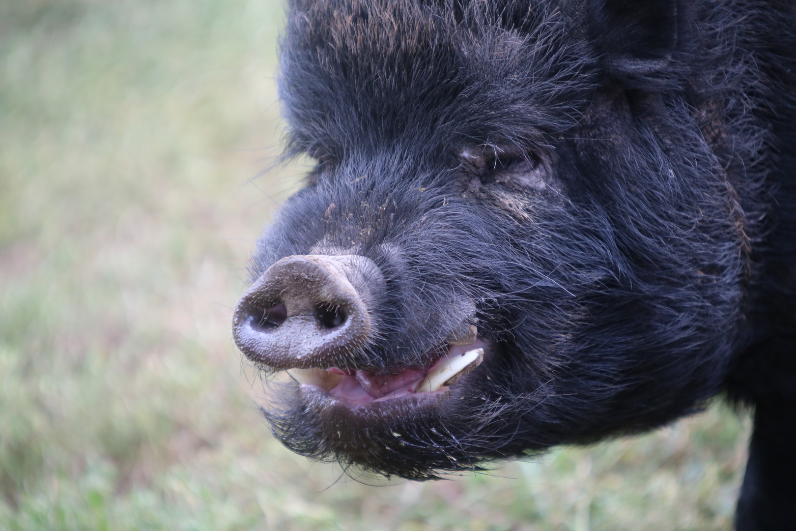 Hängebauchschweine