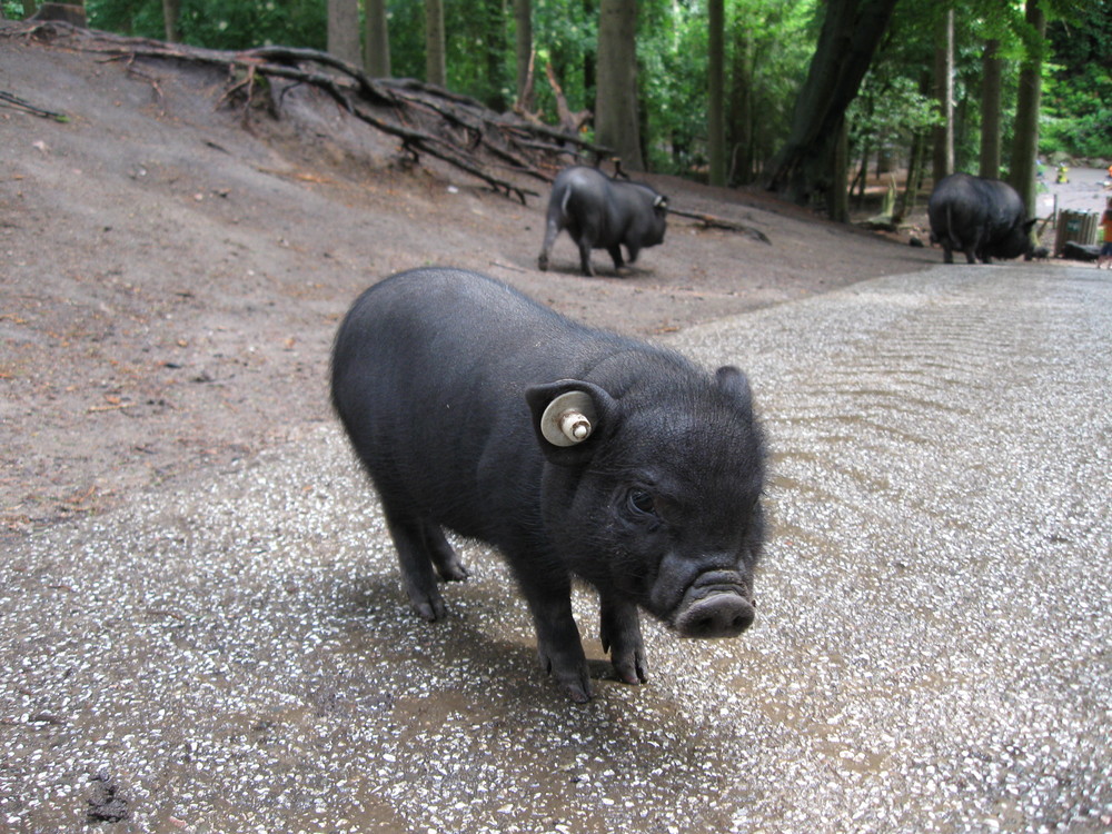 Hängebauchzwerg