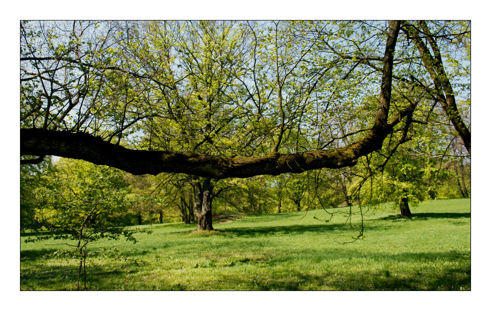 hängebaum ...