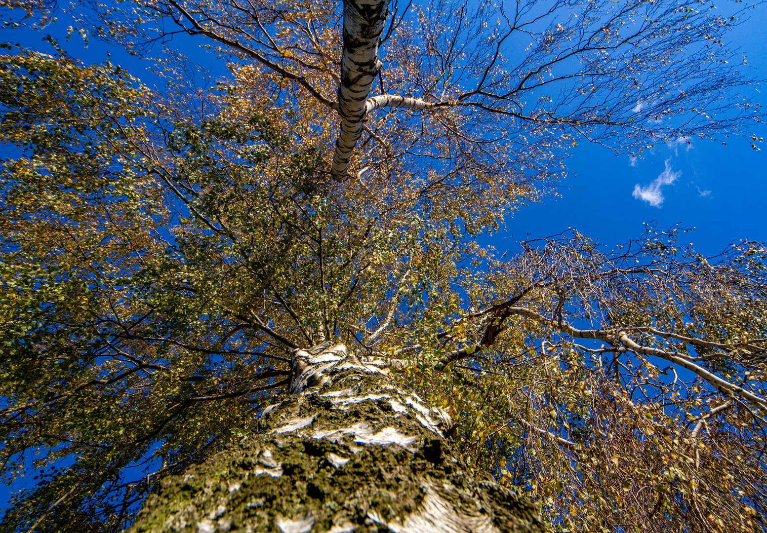 Hängebirken