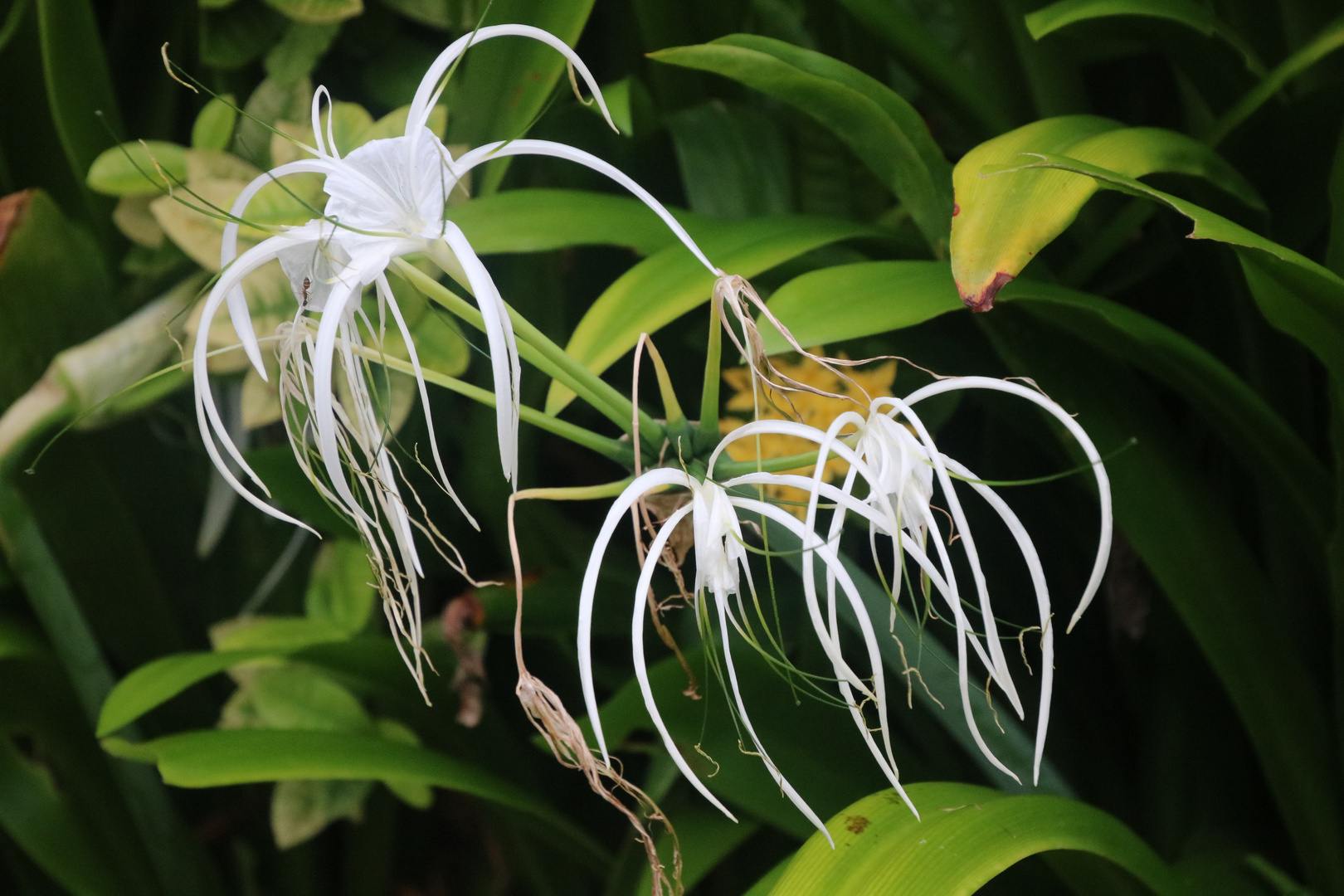 Hängeblüten Foto & Bild spezial, dokumentation, natur Bilder auf
