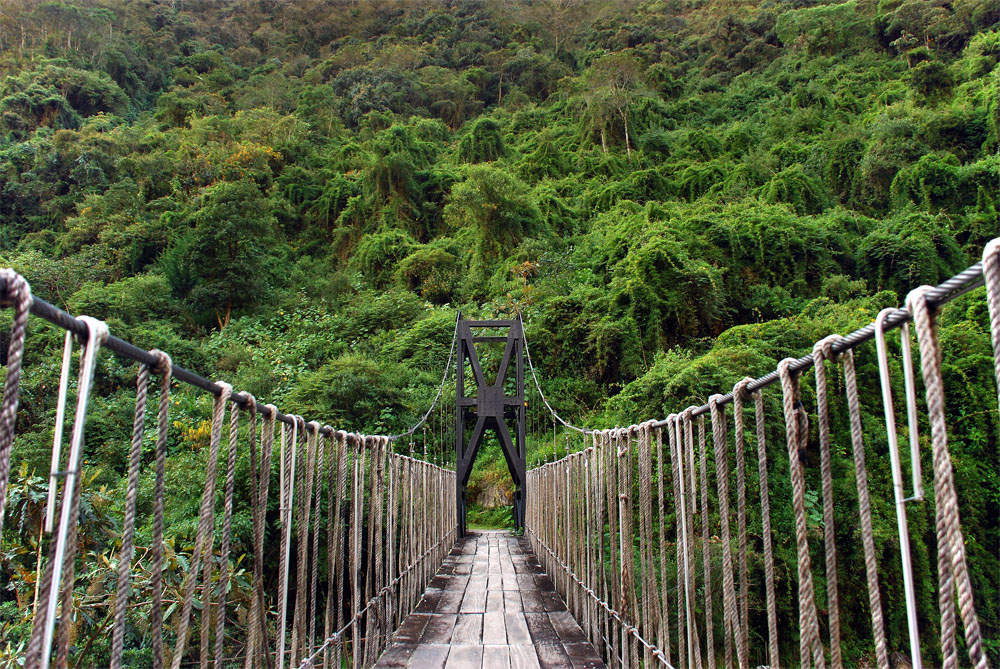 Hängebrücke durch den Dschungel Foto & Bild | south america, bolivia ...