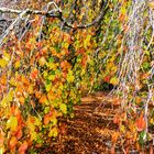 Hängebuche im Herbstkleid