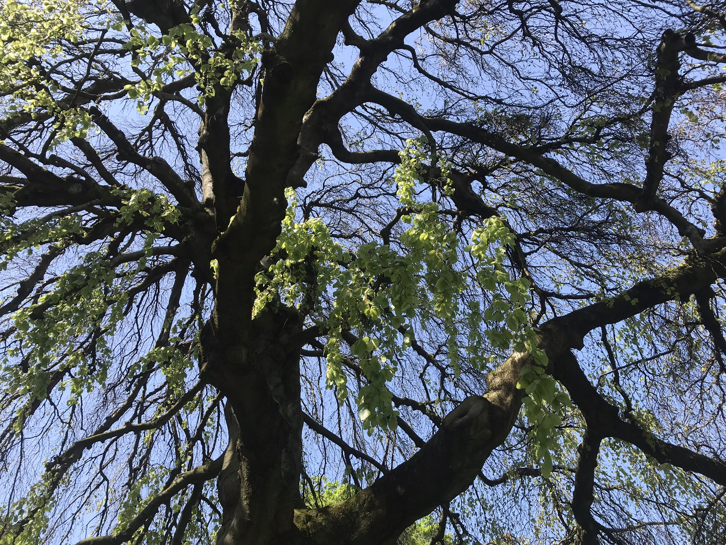 Hängebuche im Mai