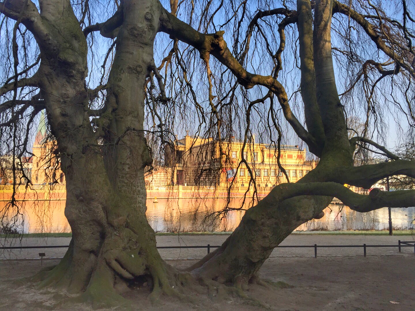 Hängebuche Schlossinsel Schwerin vor Museum