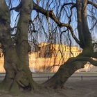 Hängebuche Schlossinsel Schwerin vor Museum