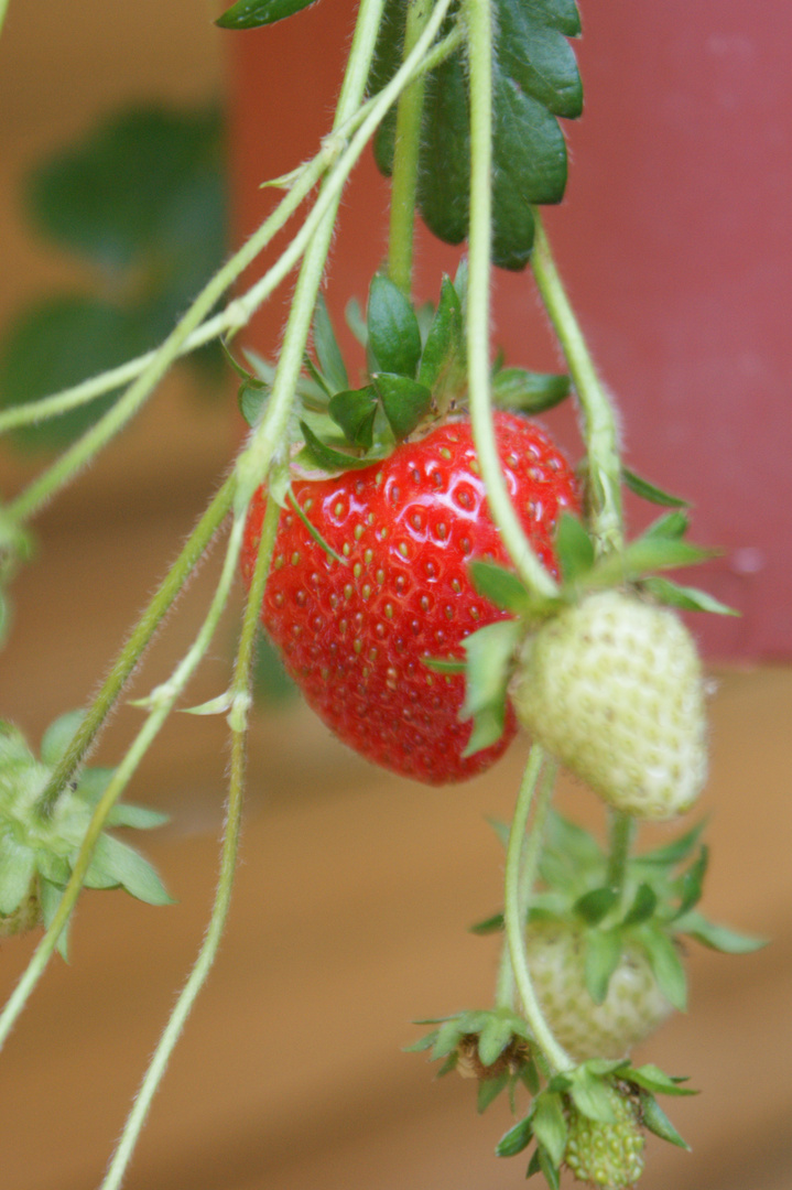 Hängeerdbeeren Foto & Bild pflanzen, pilze & flechten, früchte und