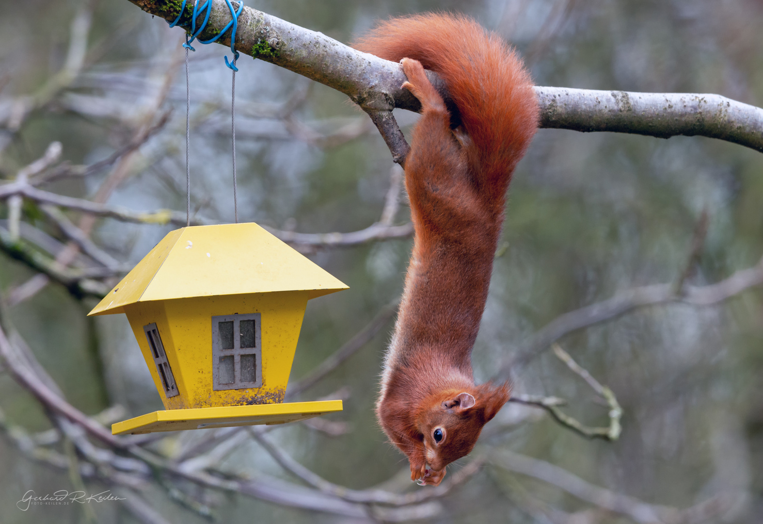 Hängehörnchen