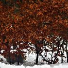 Hängen geblieben und so  Farbe ins Winterleben gebracht