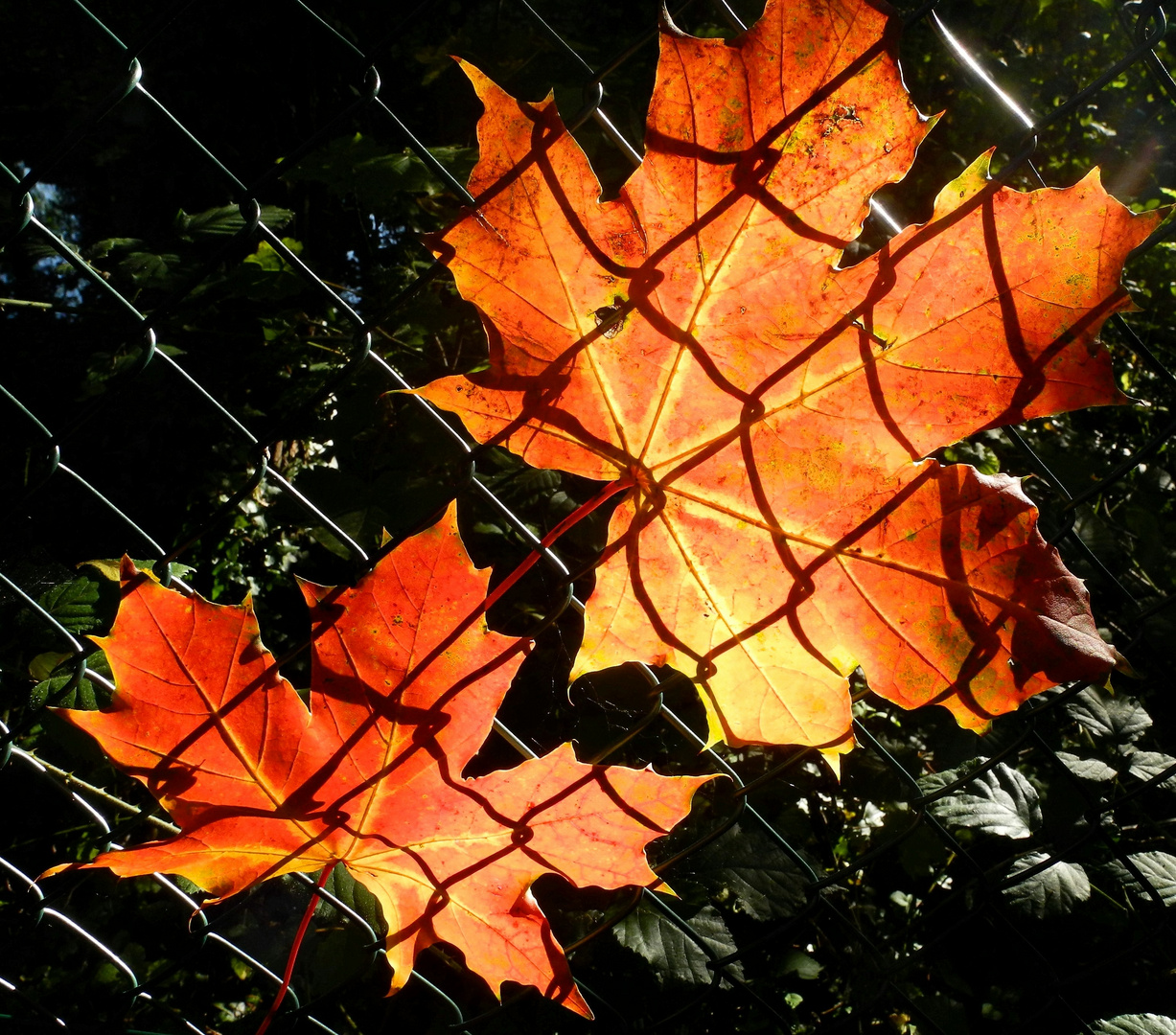 Hängen gebliebenes Herbstlaub