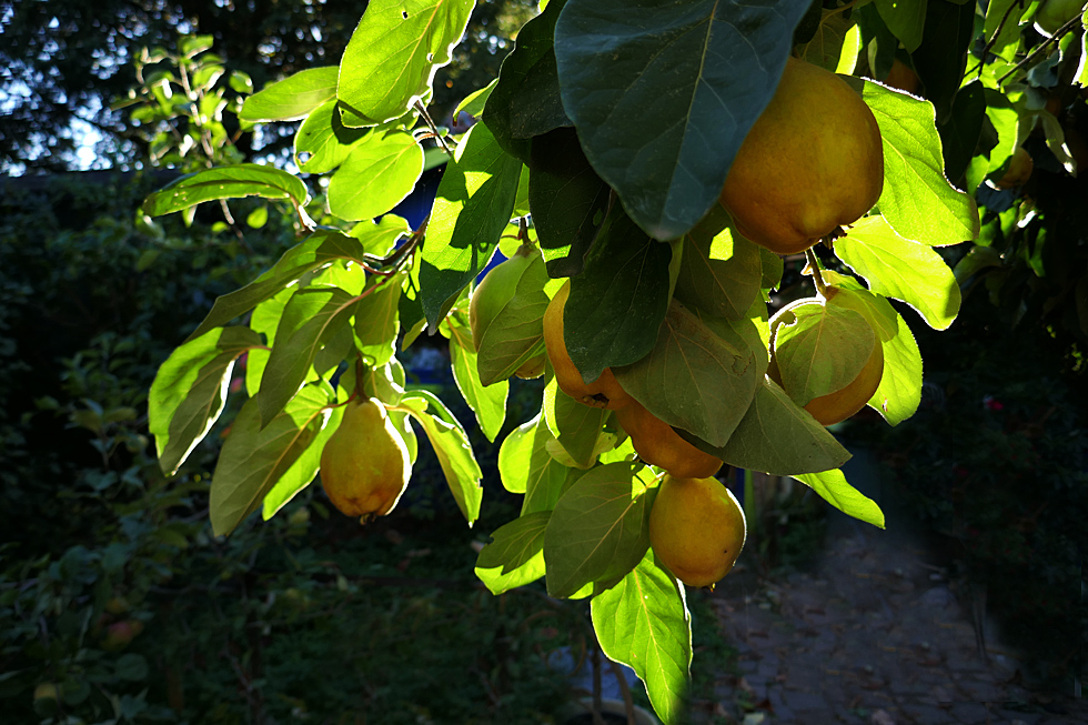 Hängen nur noch wenige Quitten am Baum