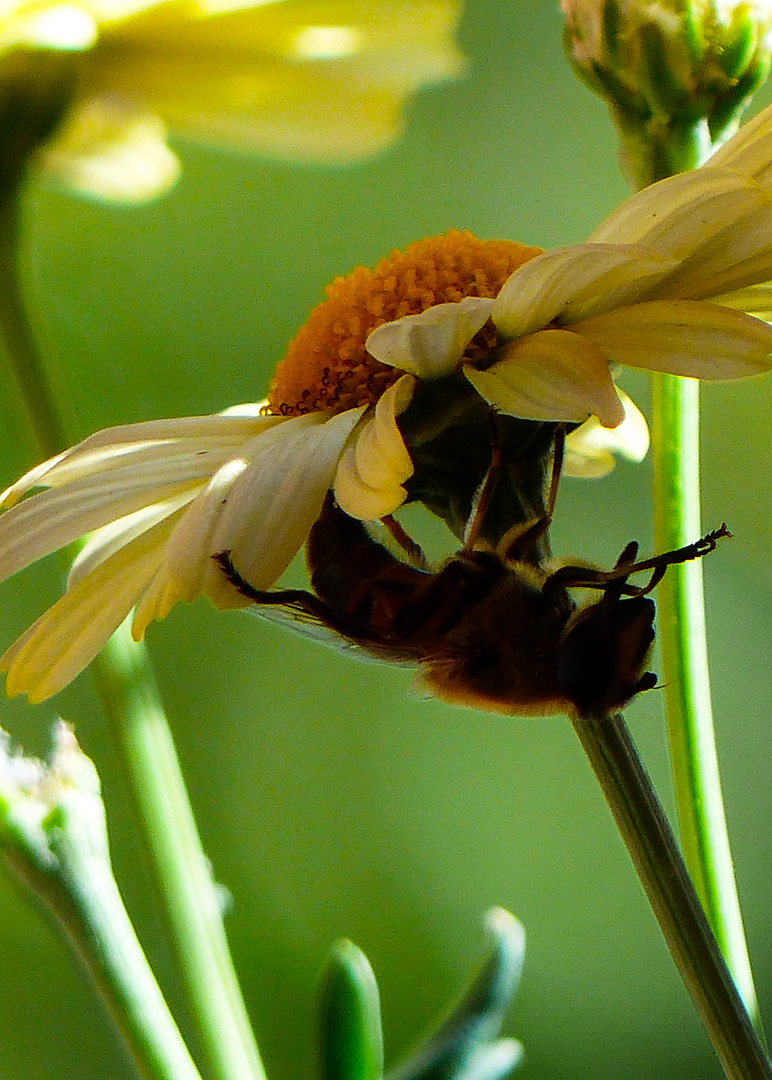 Hängend an der Balkonblume