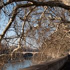 Hängende Äste am Ufer des Tiber