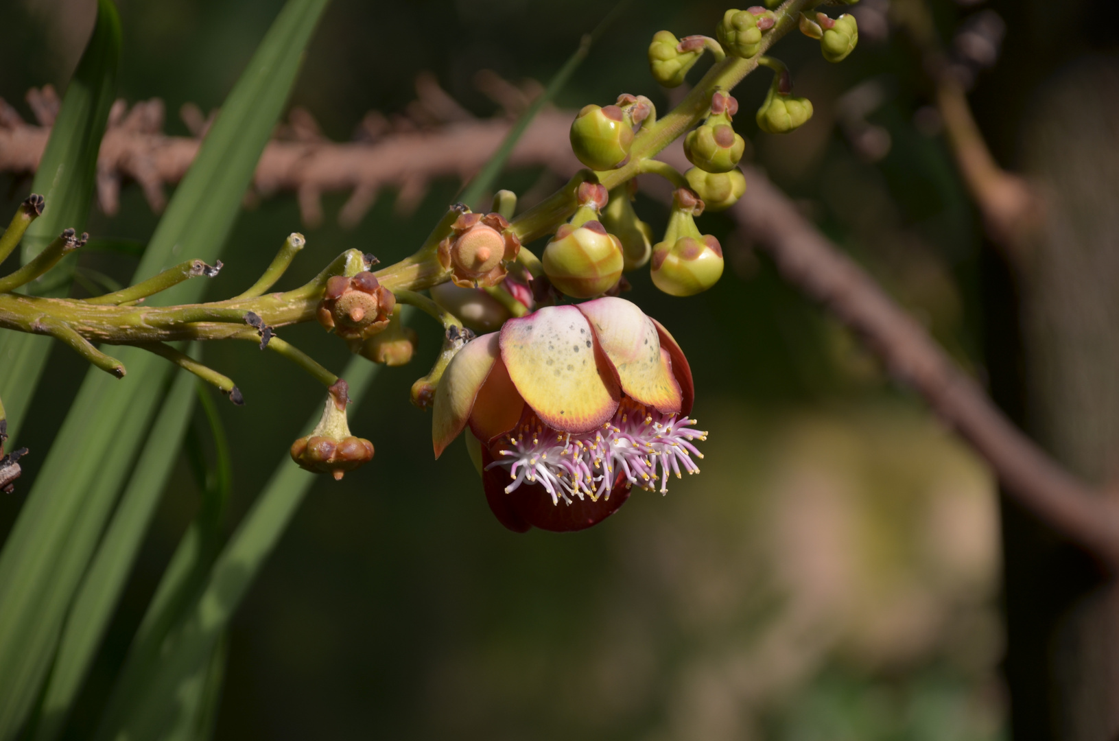 hängende Blüte