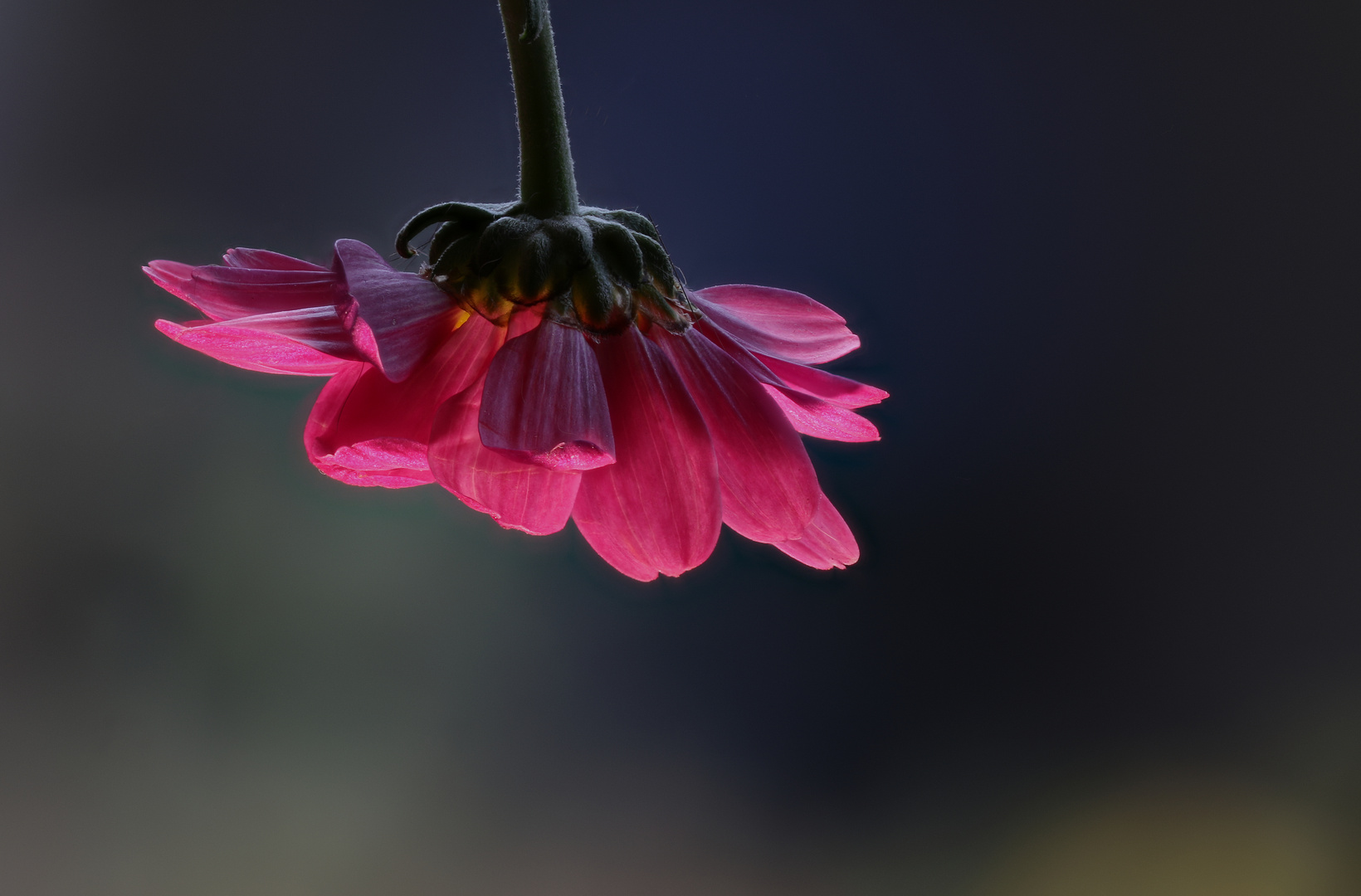 Hängende Blume