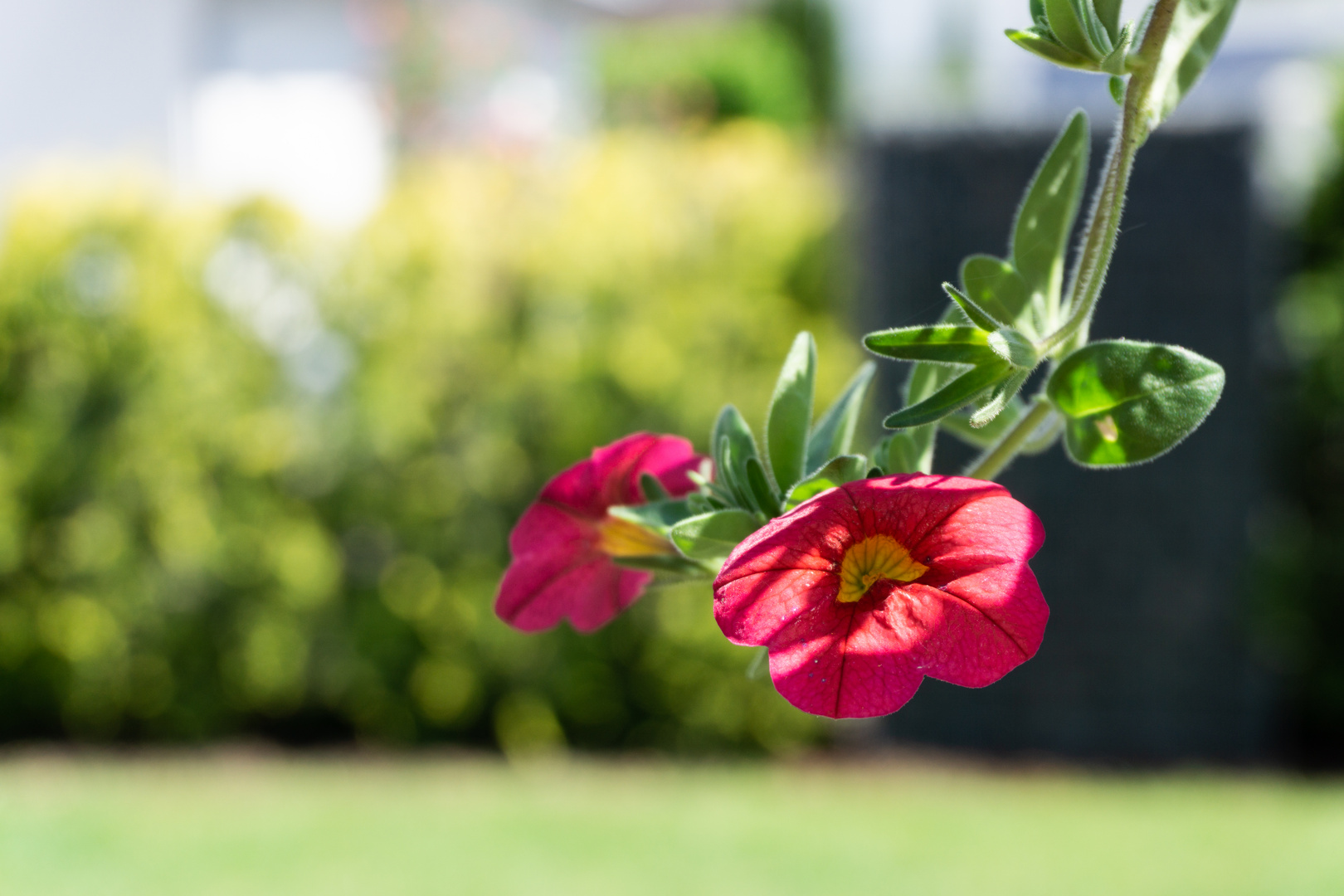 Hängende Blume