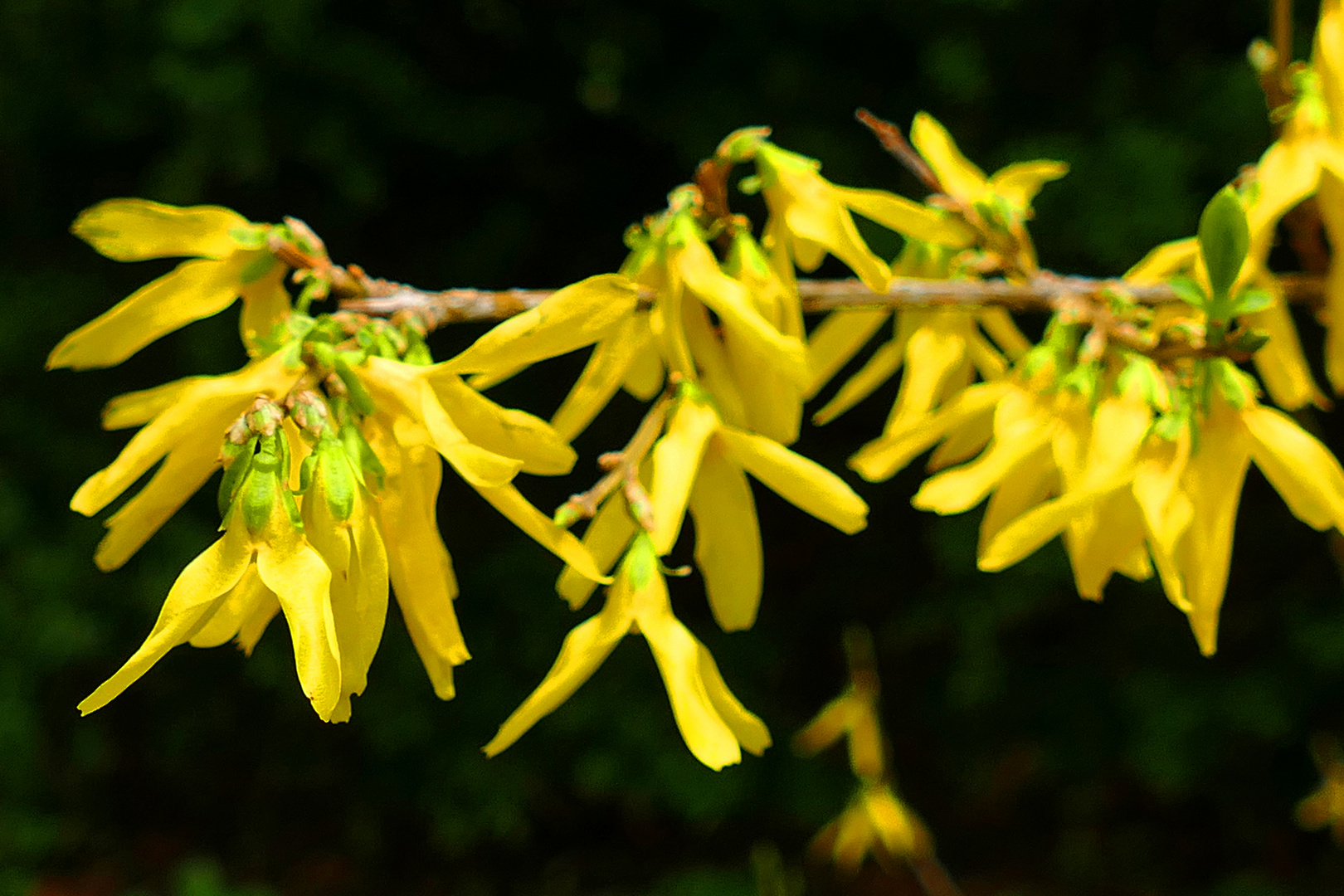 Hängende Forsythie