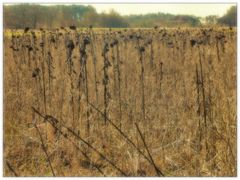 Hängende Köpfe ohne Farbe