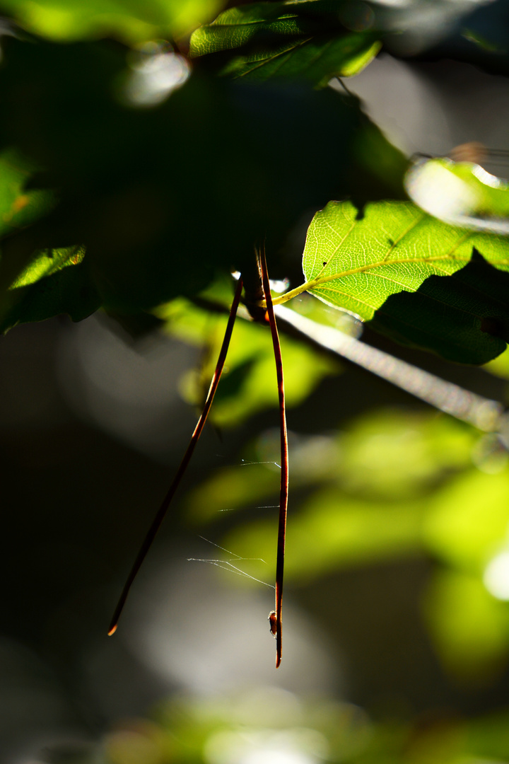 hängende Nadel im Baum 