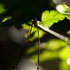 hängende Nadel im Baum 