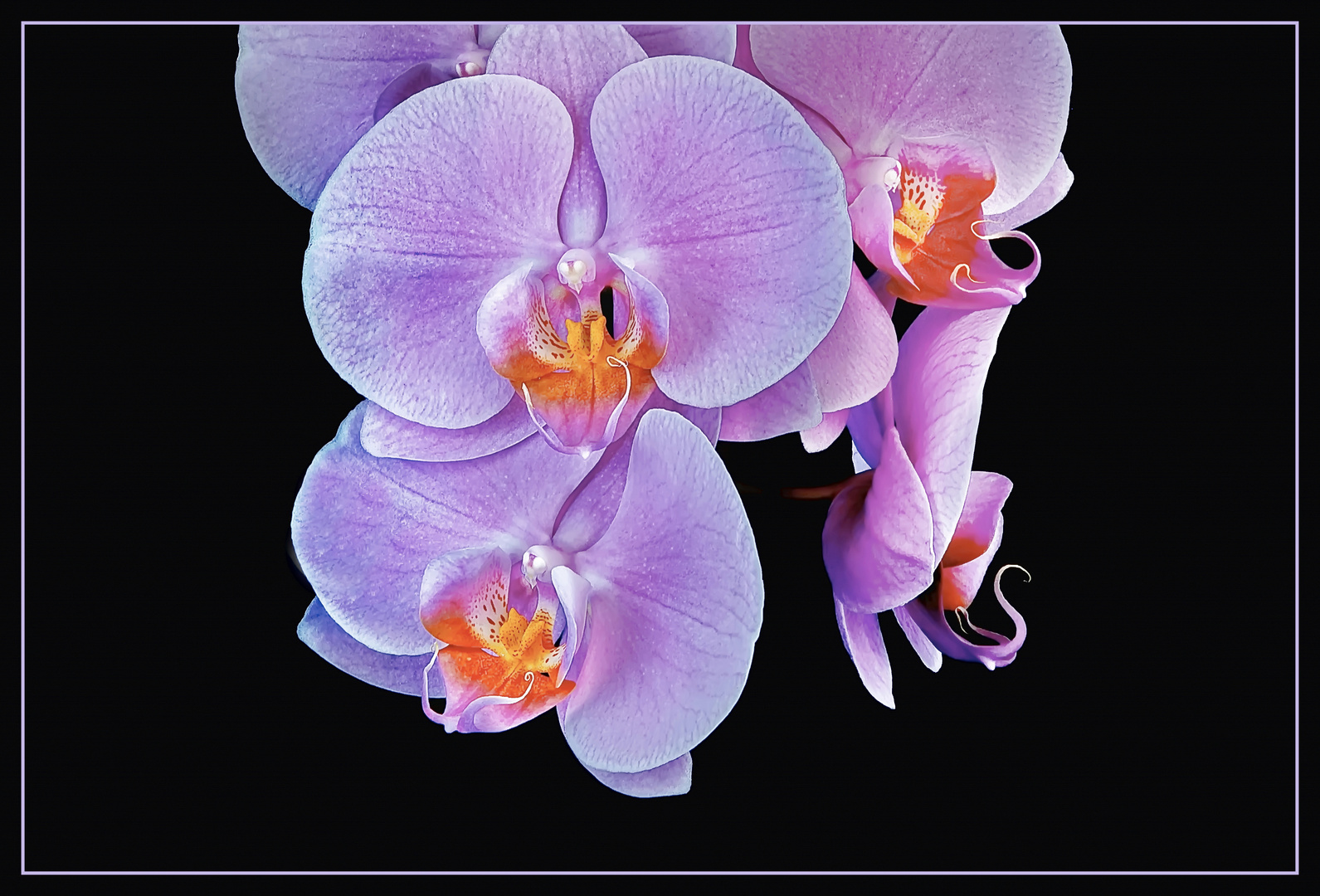 -   hängende Orchidee   -