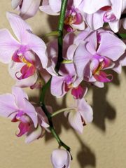 hängende orchideen