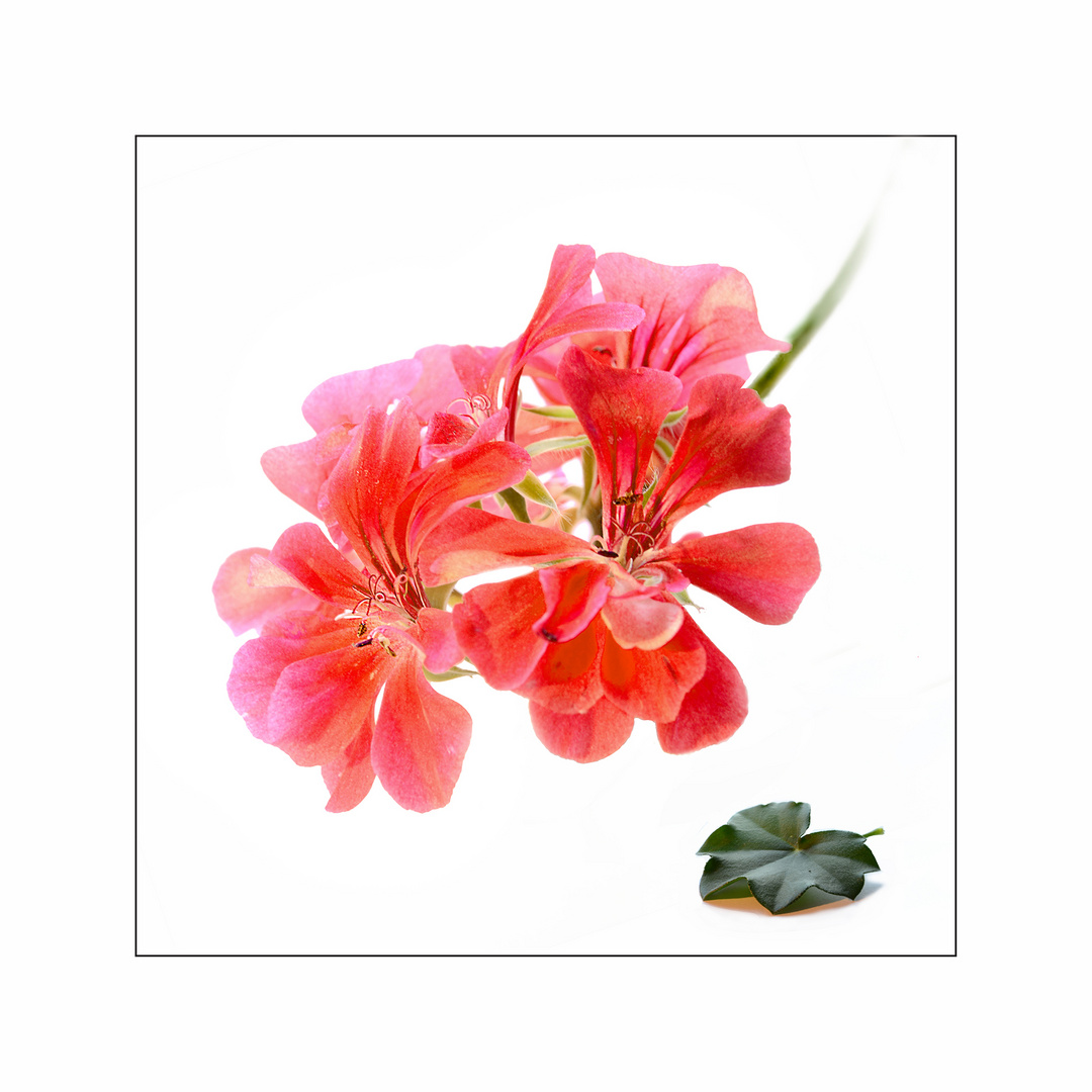  Hängende Pelargonie