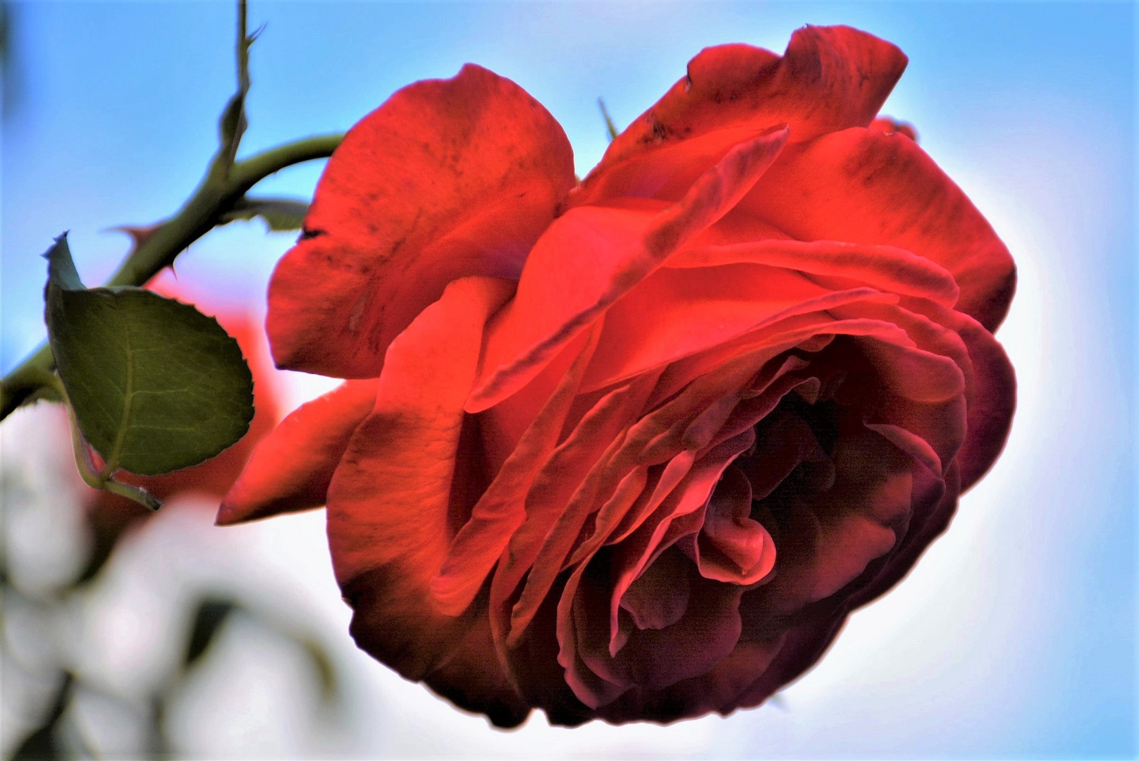 HÄNGENDE ROTE ROSENBLÜTE