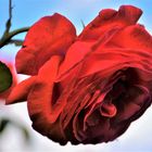 HÄNGENDE ROTE ROSENBLÜTE