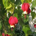 Hängende Schönmalve "Big Bell" (Abutilon megapotamicum)