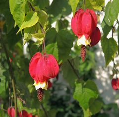 Hängende Schönmalve "Big Bell" (Abutilon megapotamicum)