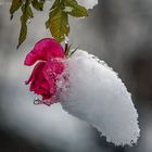 Hängende Winterrose