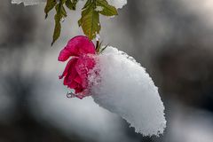 Hängende Winterrose