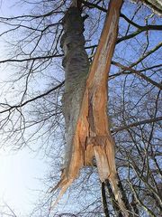 Hängender Baum