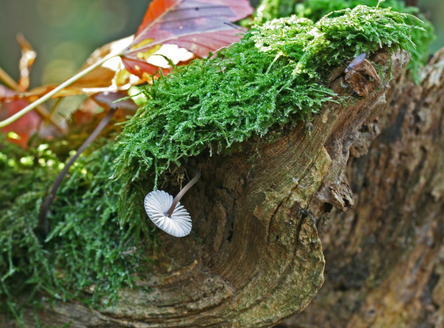 Hängender Pilz