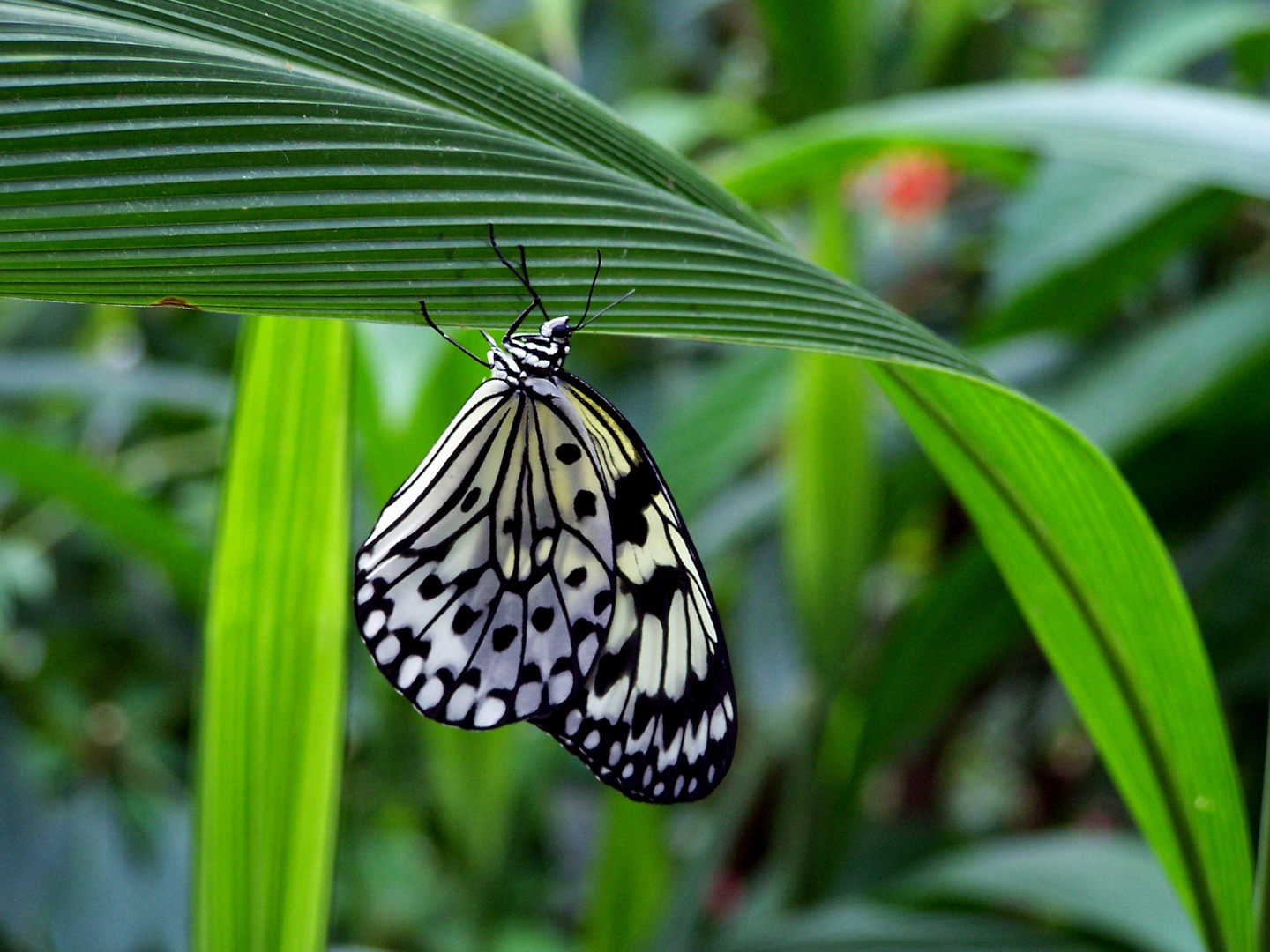 hängender Schmetterling