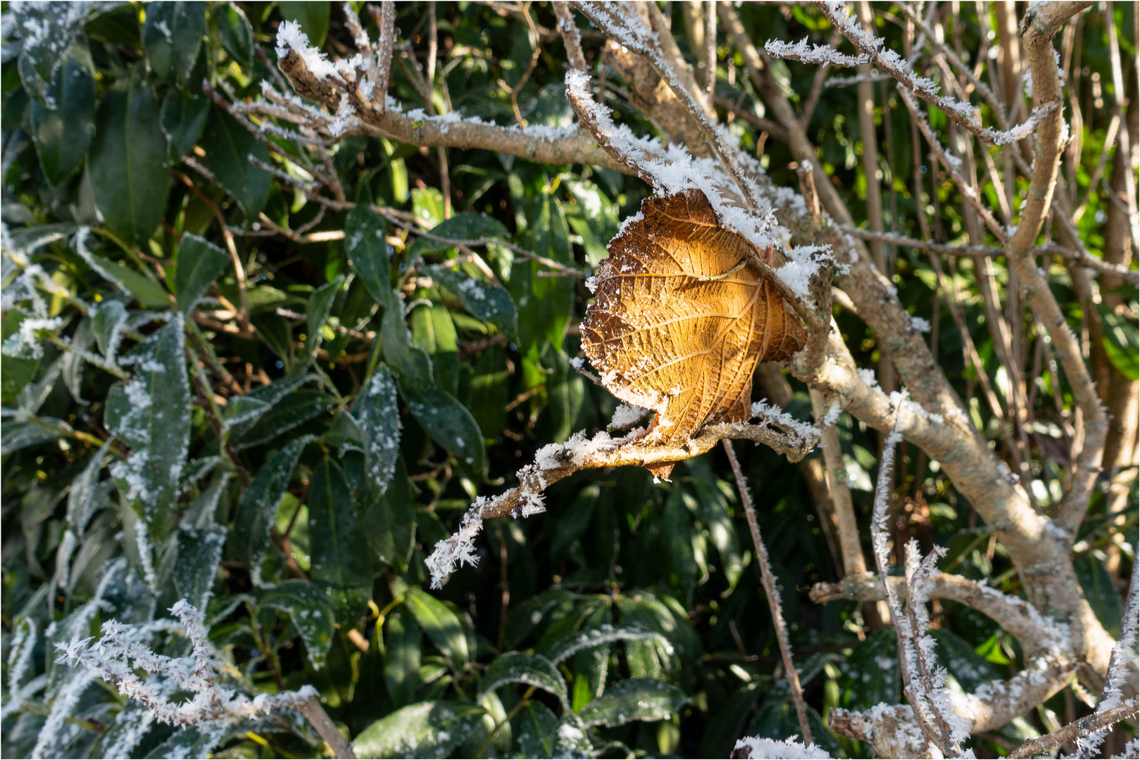 Hängendes Blatt