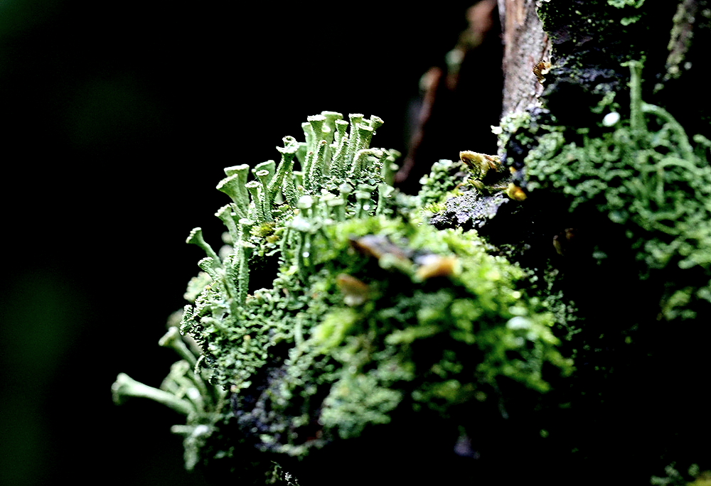 hängendes kleinstbiotop flechten