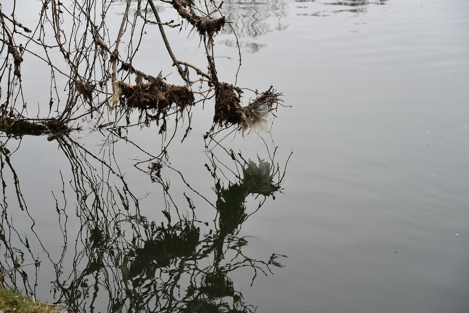 hängengeblieben und gespiegelt im Neckar