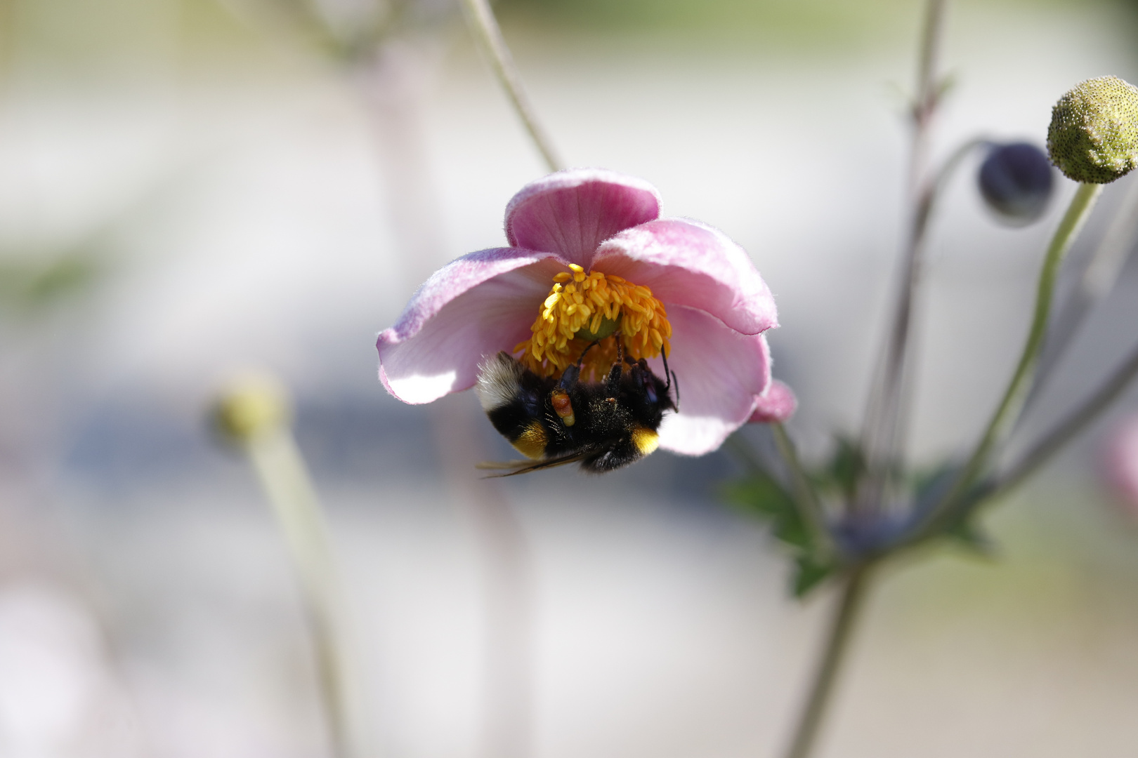 Hängepartie Foto & Bild tiere, wildlife, insekten Bilder auf