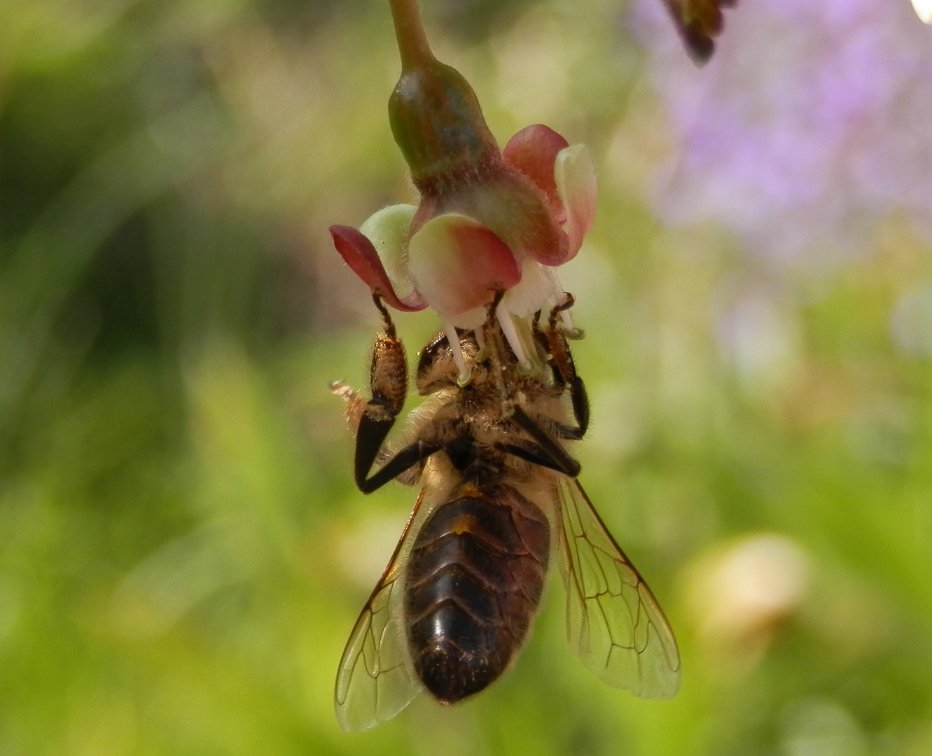 "Hängepartie" einer Wildbiene auf einer Stachelbeerblüte