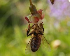 "Hängepartie" einer Wildbiene auf einer Stachelbeerblüte