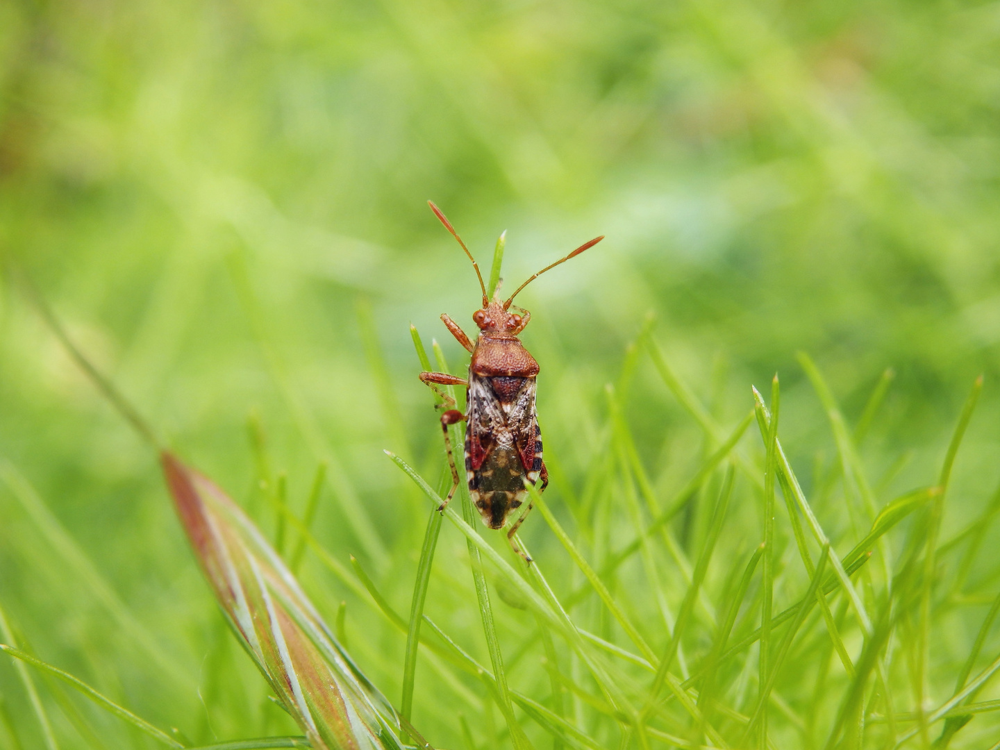 Hängepartie - Hellbraune Glasflügelwanze (Rhopalus subrufus)