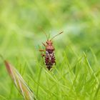 Hängepartie - Hellbraune Glasflügelwanze (Rhopalus subrufus)